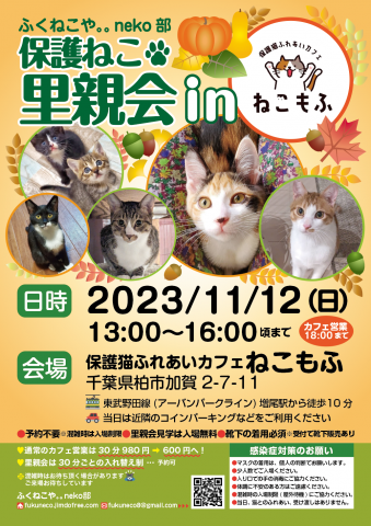 柏開催！保護ねこ里親会