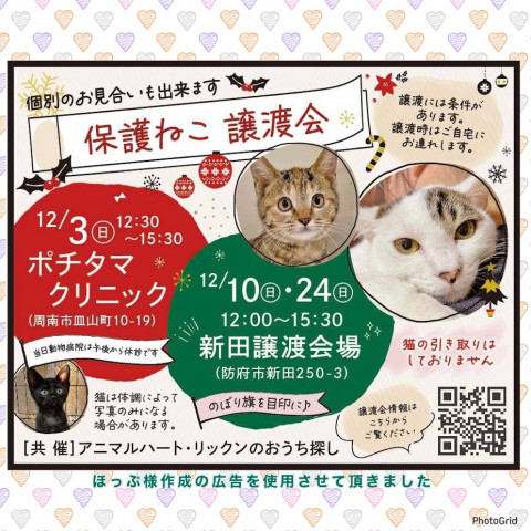 保護ねこ譲渡会in周南市