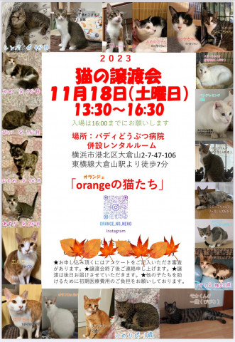猫の譲渡会in大倉山「orangeの猫たち」