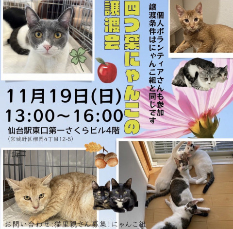 四つ葉にゃんこの譲渡会