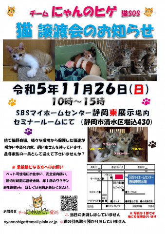 保護ニャンコの譲渡会ｂｙ静岡市清水区