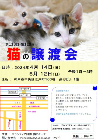 仔猫の譲渡会 in 神戸三宮 “ 猫のミーナ ”