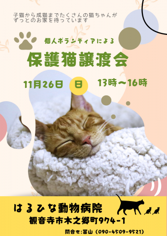 保護猫譲渡会