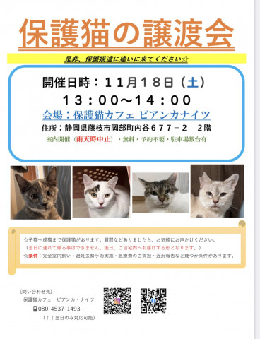 【緊急開催】保護猫の譲渡会