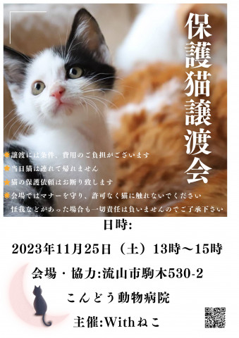 【流山市】１１/２５（土）こんどう動物病院保護猫譲渡会