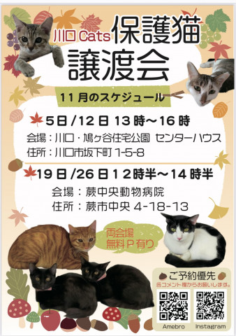 川口Cats保護猫譲渡会