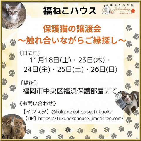 保護猫の譲渡会