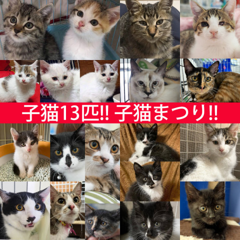 冬の子猫祭り！子猫13匹参加！みよし市