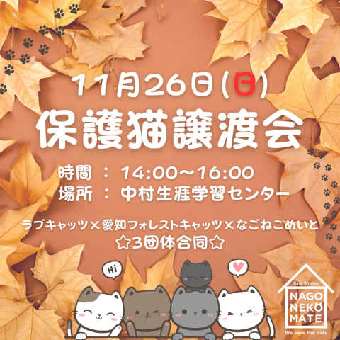 名古屋市 保護猫譲渡会