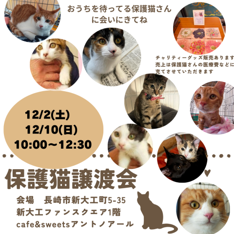 保護猫譲渡会