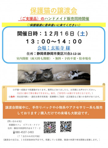 保護猫の譲渡会