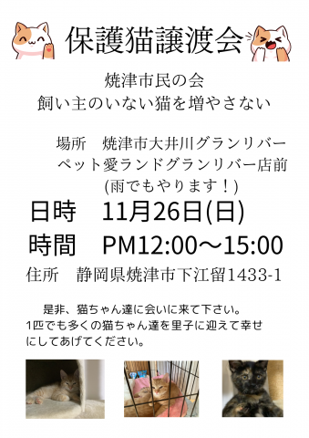 焼津市民の会　保護猫譲渡会　飼い主のいない猫を増やさない