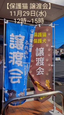 保護猫と柴犬の譲渡会in沼津
