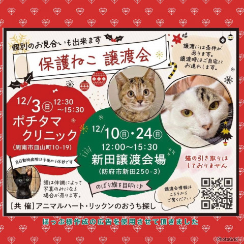 保護ねこ譲渡会