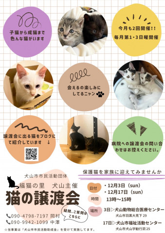 猫の譲渡会 @犬山市福祉活動センター