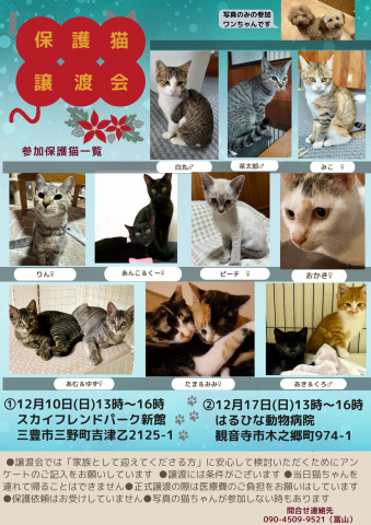 保護猫譲渡会