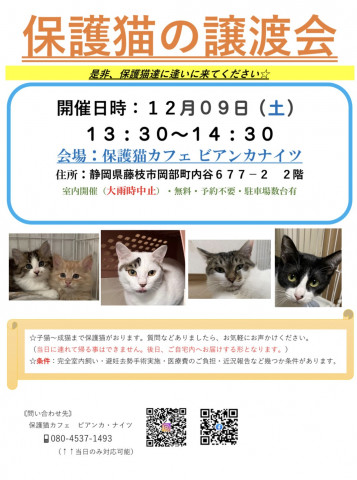 【緊急】保護猫の譲渡会