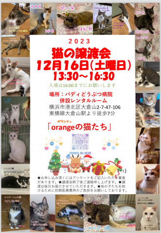 猫の譲渡会in大倉山「orangeの猫たち」