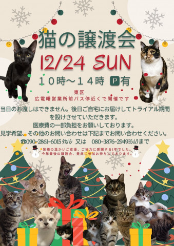 保護ねこ☆小さな譲渡会