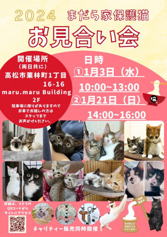 保護猫のお見合い会