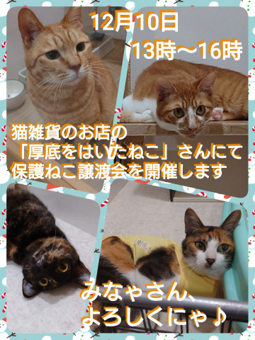 保護ねこ譲渡会 in 厚底をはいたねこ