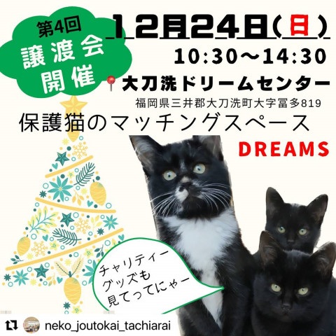 保護猫のマッチングスペースDreams