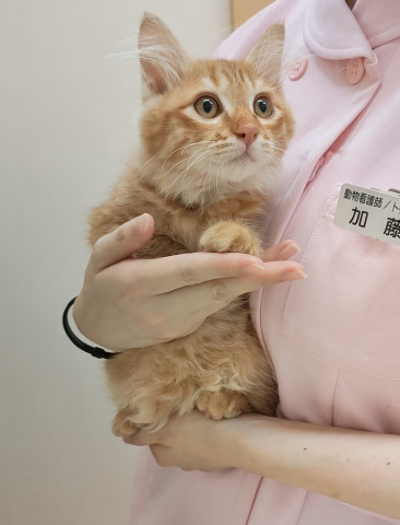 おきなわ美ら猫譲渡会♡天白区♡茶トラ☆三毛祭り