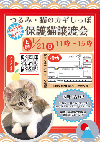 つるみ・猫のカギしっぽ　定例譲渡会　１月21日（日）IN鶴見