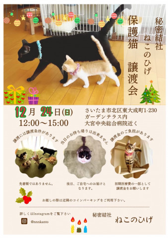 秘密結社ねこのひげ♡保護猫譲渡会