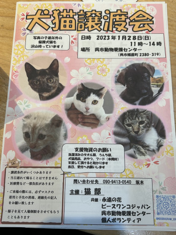 犬猫譲渡会