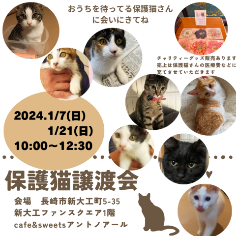 保護猫譲渡会