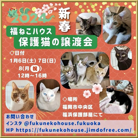 保護猫の譲渡会