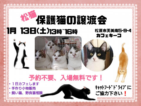 松猫 保護猫の譲渡会