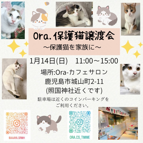 ora保護猫譲渡会