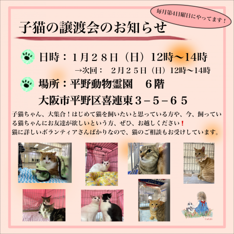 大阪の猫の譲渡会