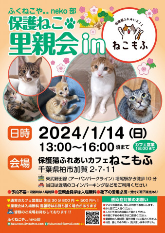 柏開催！保護ねこ里親会