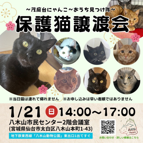 保護猫譲渡会