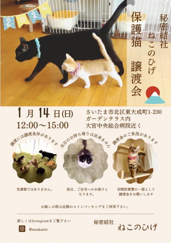 秘密結社ねこのひげ♡保護猫譲渡会