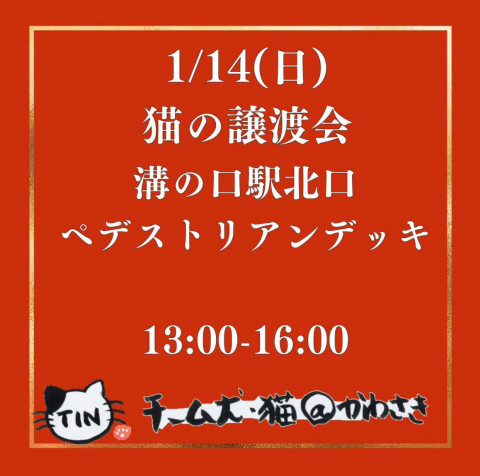 猫の譲渡会 in溝の口