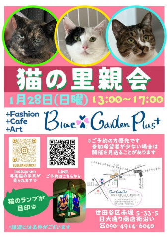 猫の里親会in下高井戸BlueGardenPlus