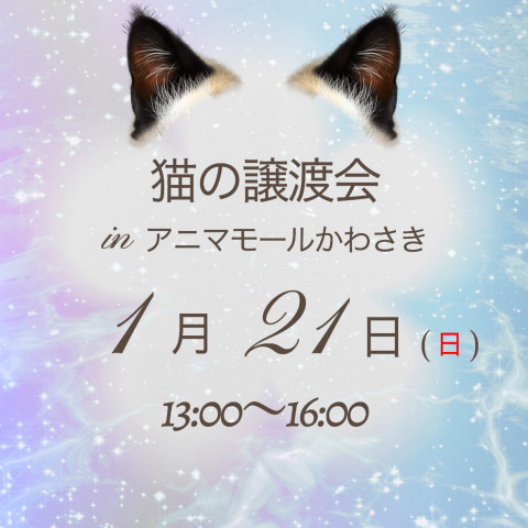 猫の譲渡会 inアニマモールかわさき