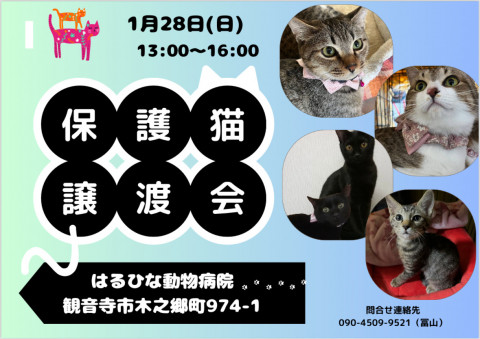 保護猫譲渡会