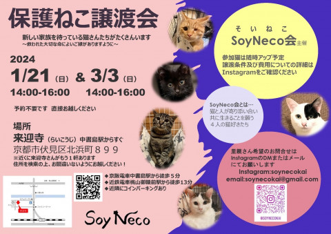 保護ねこ譲渡会