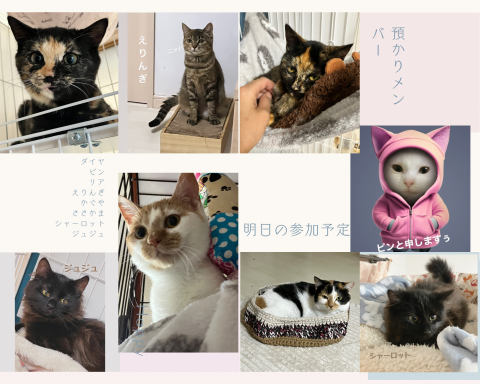 保護猫カフェwish（譲渡型）