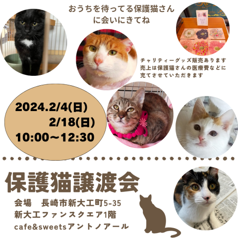 保護猫譲渡会