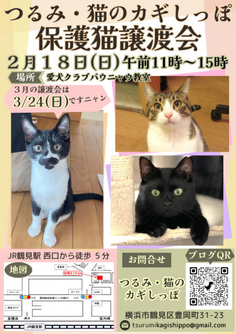 つるみ・猫のカギしっぽ　定例譲渡会　2月18日（日）IN鶴見