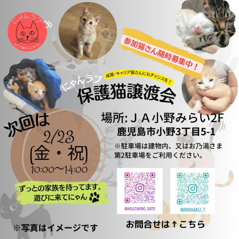 にゃんラブ保護猫譲渡会