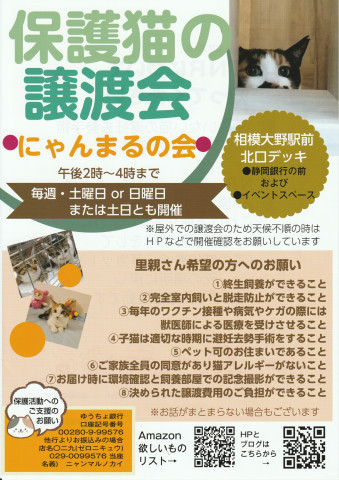 ●にゃんまるの会●相模大野●猫の譲渡会