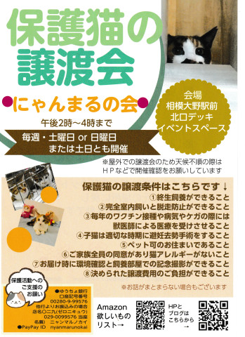子猫参加●にゃんまるの会●相模大野●猫の譲渡会
