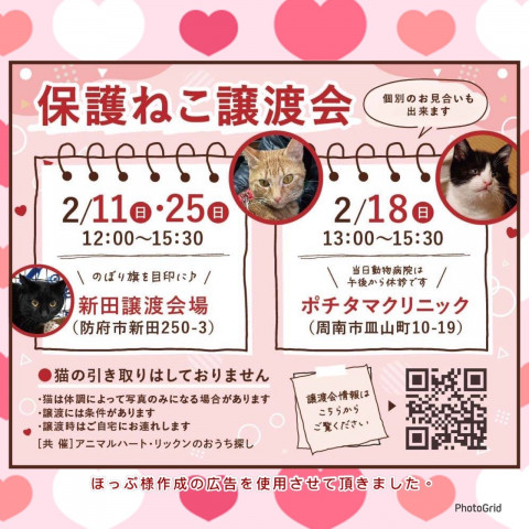 保護ねこ譲渡会